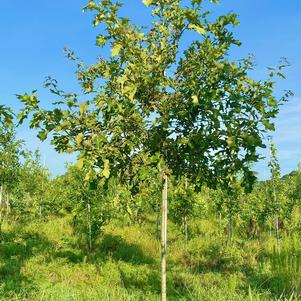 Quercus pagoda 