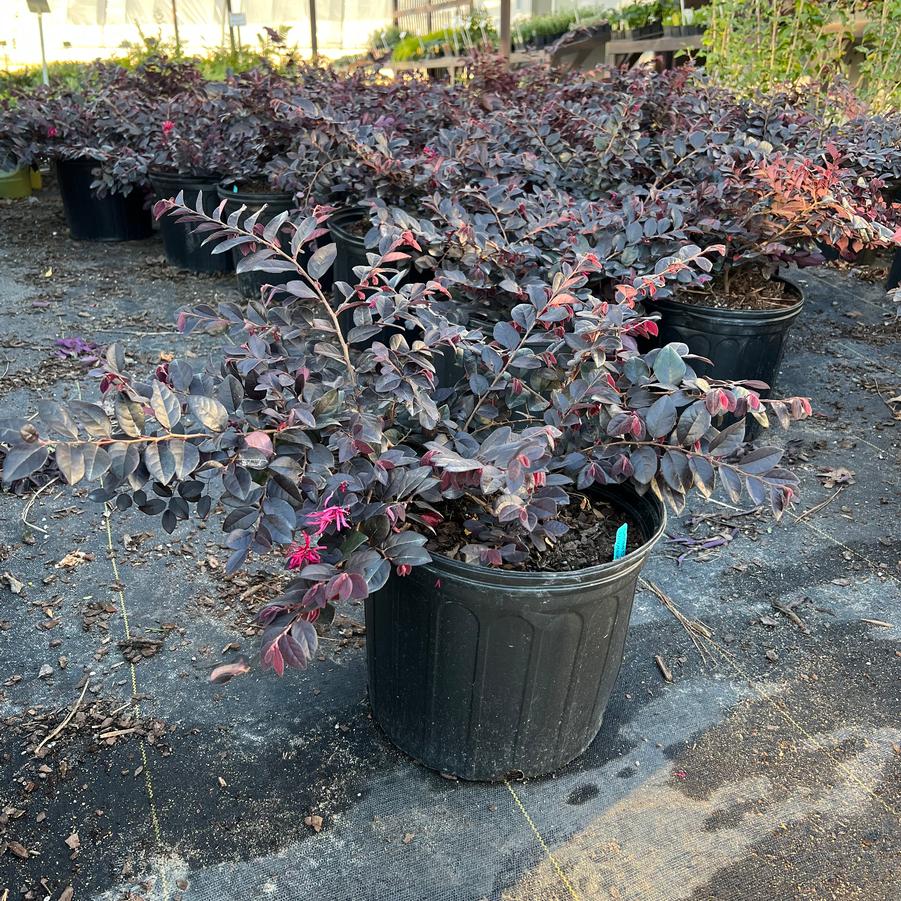 Loropetalum chinense 'Cerise Charm™'