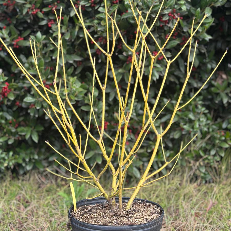 Cornus sericea 'Budd's Yellow'