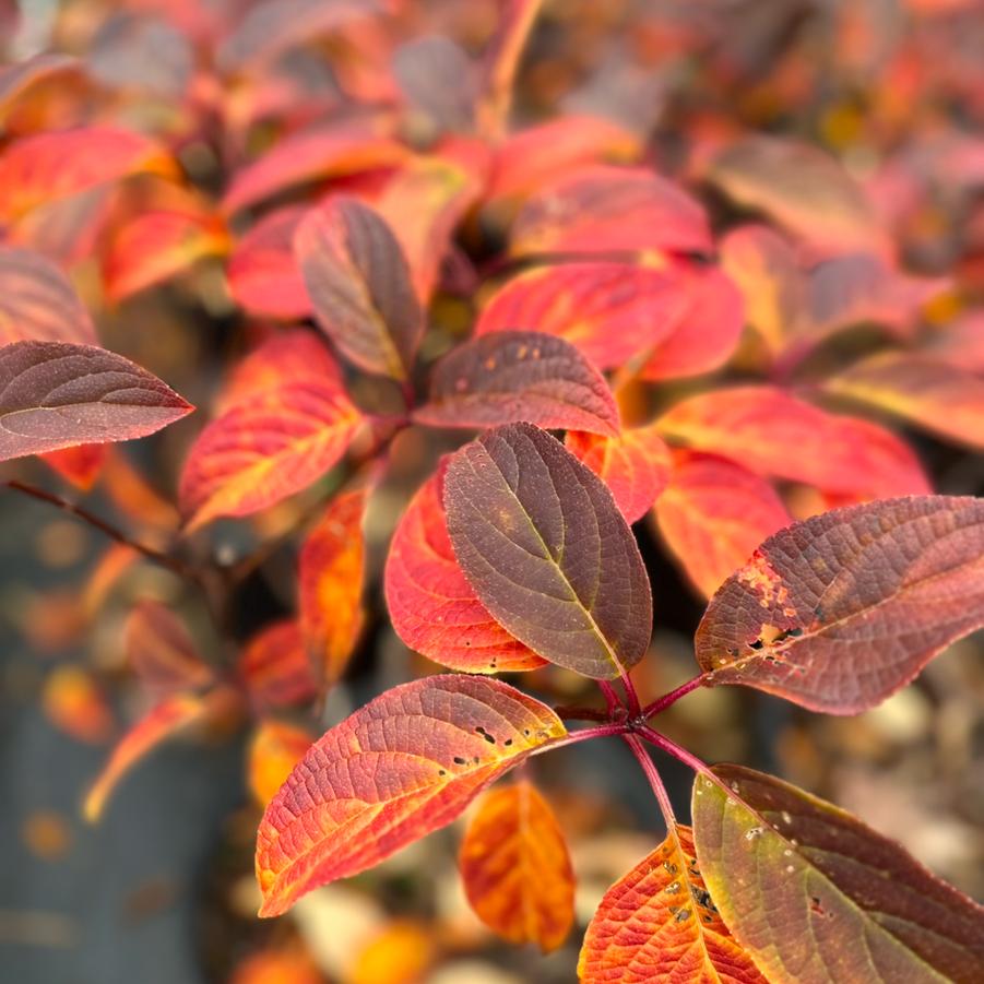 Hydrangea paniculata 'Fire and Ice™'