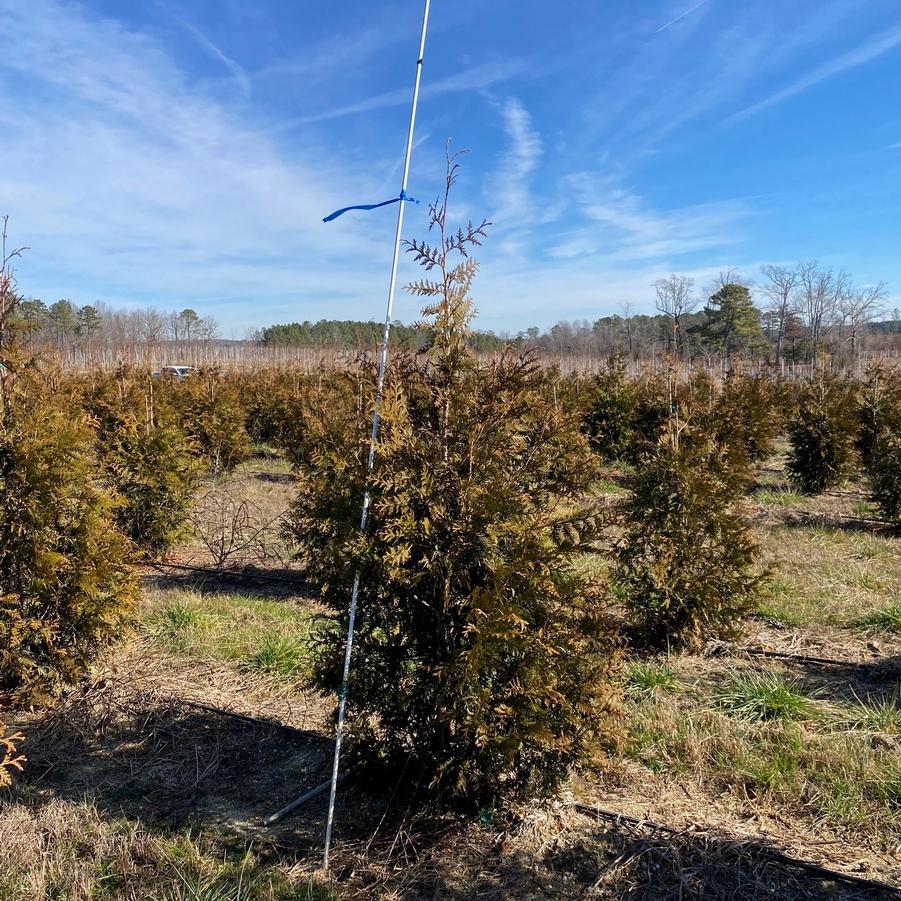 Thuja x 'Green Giant'