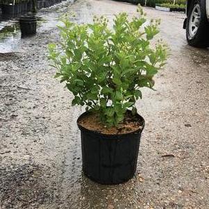 View Container Photo