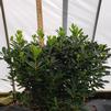 Wheeler's Dwarf Pittosporum Pittosporum tobira Wheeler's Dwarf from ...