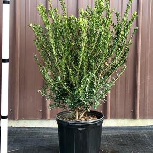 Compacta Japanese Holly Ilex crenata Compacta from Taylor's Nursery