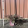 View Container Photo