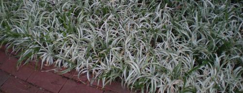 Ground Cover Ground Cover