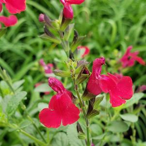 Salvia greggii Best Red