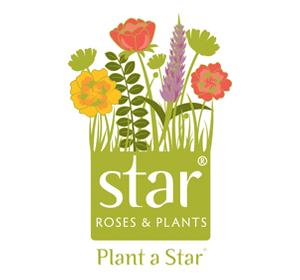 Star® Roses & Plants