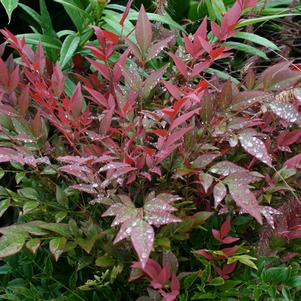 Nandina domestica 'Obsession™'