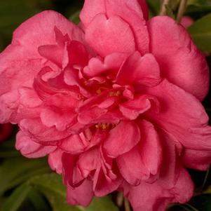 Camellia sasanqua Alabama Beauty™