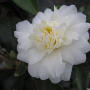 Camellia x Snow Flurry
