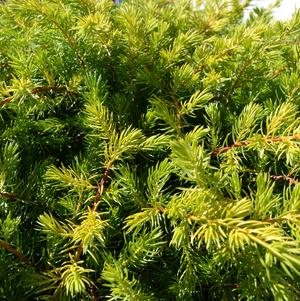Juniperus conferta Golden Pacific