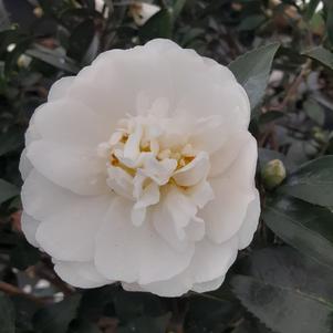 Camellia sasanqua Mine-no-Yuki