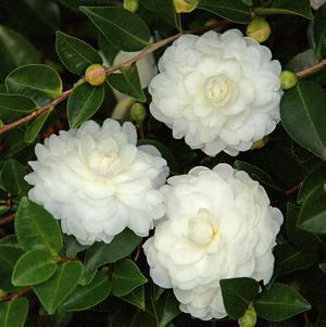 Camellia sasanqua October Magic® White Shi-Shi™