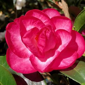 Camellia sasanqua October Magic® Devotion™