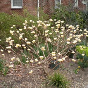Edgeworthia chrysantha 