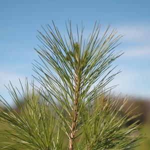 Pinus taeda 