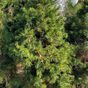 Pinus virginiana 