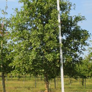 Quercus nigra 