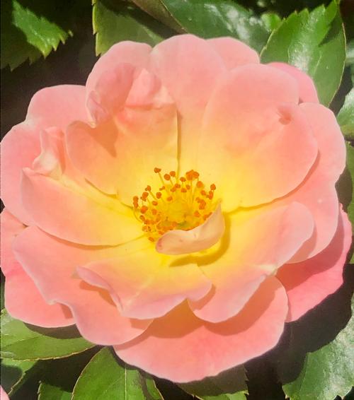 Rosa x 'Peach Drift' (Peach Drift Rose)