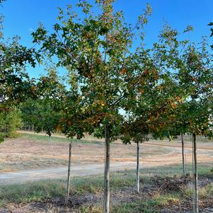 Quercus nuttalli Tytlest™