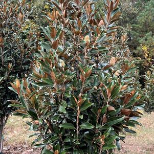 Magnolia grandiflora Alta
