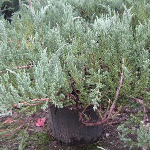 Juniperus chinensis var. sargentii Viridis