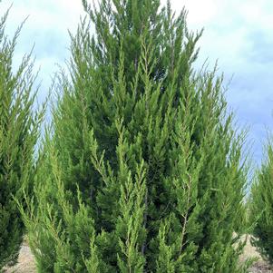 Juniperus virginiana Brodie