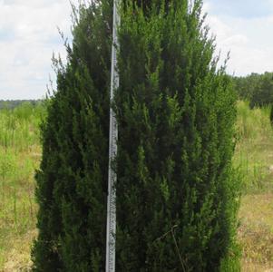 Juniperus virginiana Hillspire