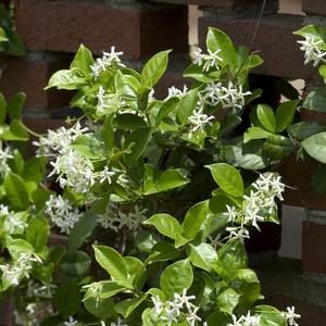 Trachelospermum jasminoides Madison