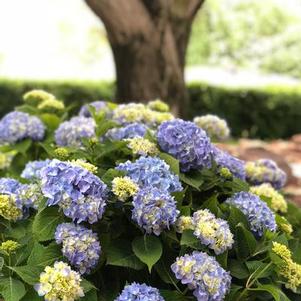 Hydrangea macrophylla Nantucket Blue™