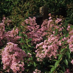 Lagerstroemia Choctaw