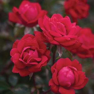 Rosa Red Double Knock Out®