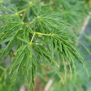 Acer palmatum var. dissectum Seiryu