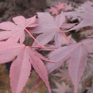 Acer palmatum 'Bloodgood'