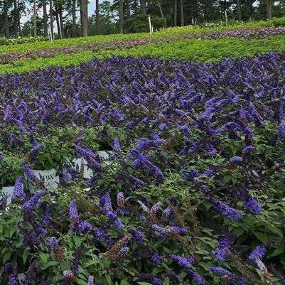 Buddleia Pugster Blue®