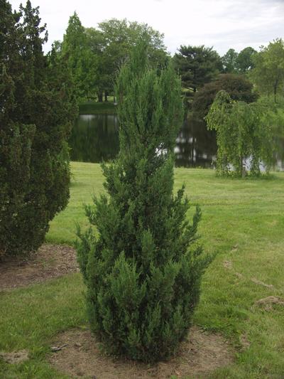 Juniperus chinensis 'Blue Point' (Blue Point Juniper)