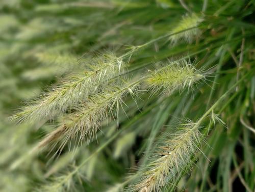 Pennisetum alopecuroides 'Hameln' (Hameln Fountain Grass)