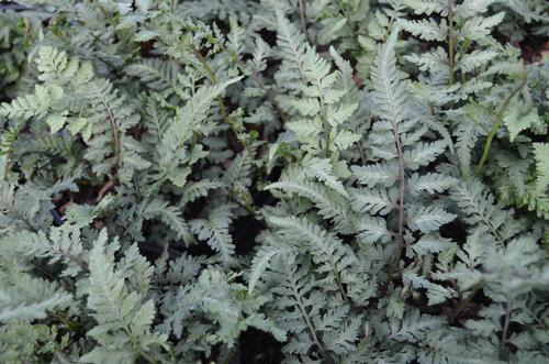 Athyrium niponicum var. pictum