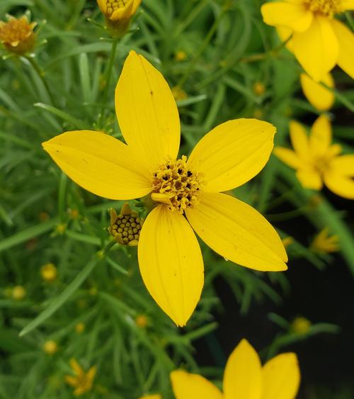 Coreopsis verticillata 'Zagreb'