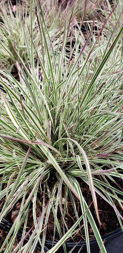 Schizachyrium scoparium 'Chameleon' PP31339