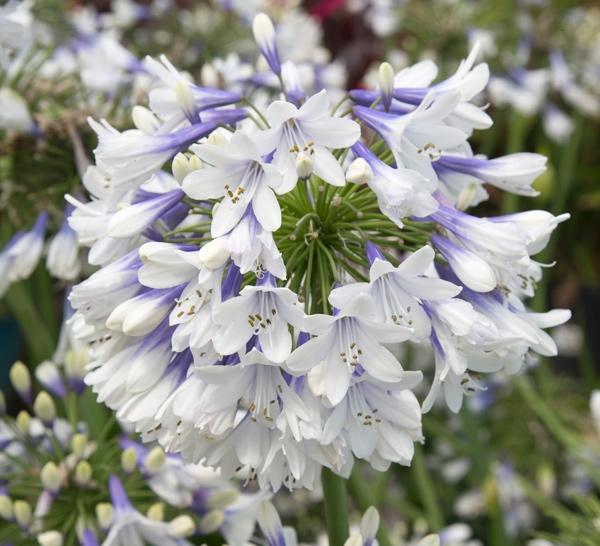 Agapanthus 'Ever Twilight' - Ever Twilight Agapanthus from Taylor's Nursery