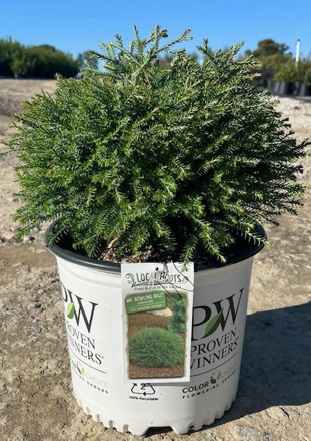 Thuja occidentalis 'Mr. Bowling Ball®' - Mr. Bowling Ball® Arborvitae from Taylor's Nursery