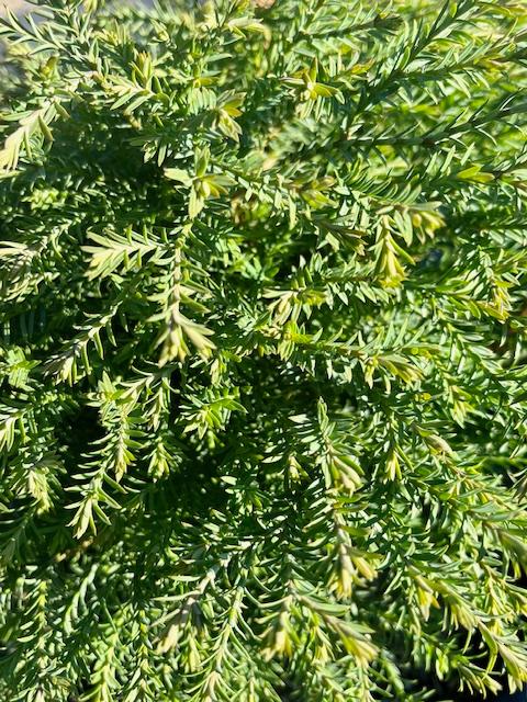 Thuja occidentalis 'Mr. Bowling Ball®' - Mr. Bowling Ball® Arborvitae from Taylor's Nursery