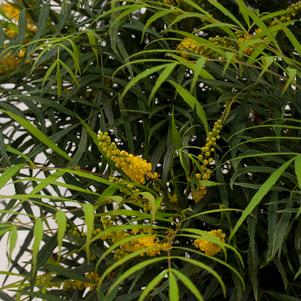 Mahonia eurybracteata 'Soft Caress'