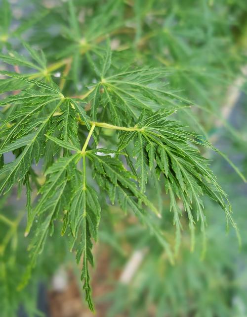 Acer palmatum var. dissectum (Green Dragon Japanese Maple)