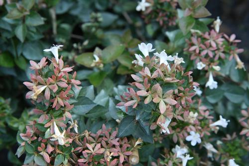 Abelia x grandiflora (Rose Creek Glossy Abelia)