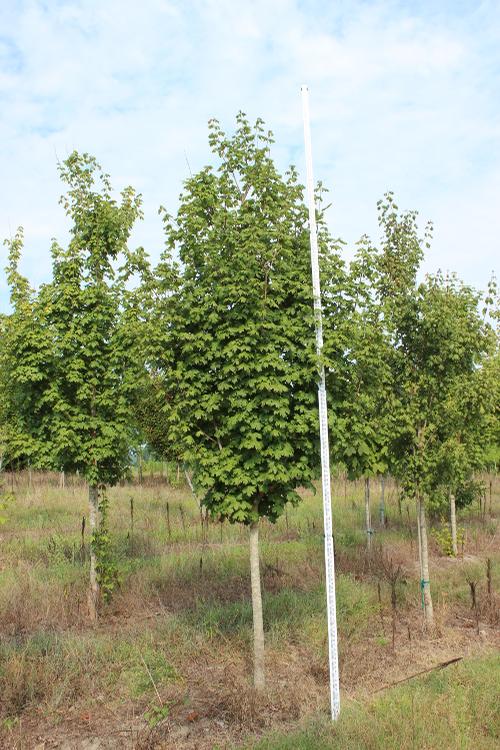 Acer floridanum (Southern Sugar Maple)