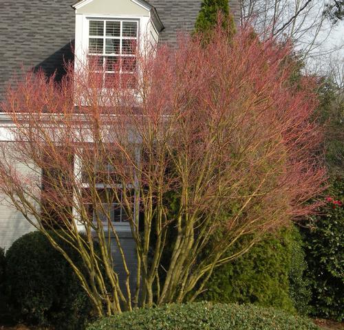 Acer palmatum (Beni Kawa Coral Bark Maple)