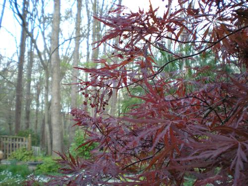 Acer palmatum var. dissectum (Tamukeyama Japanese Maple)